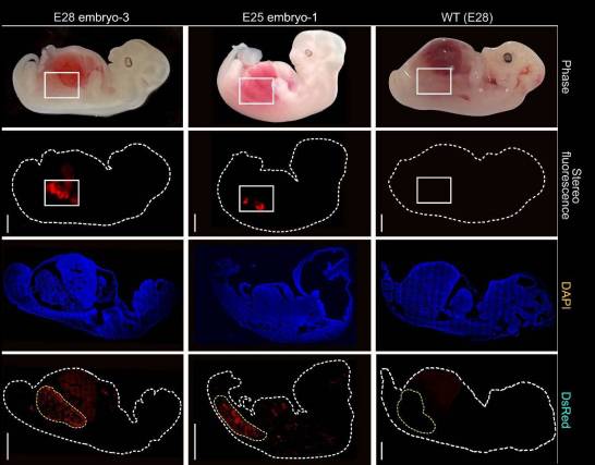 They produce humanized kidneys in pig embryos for 28 days


