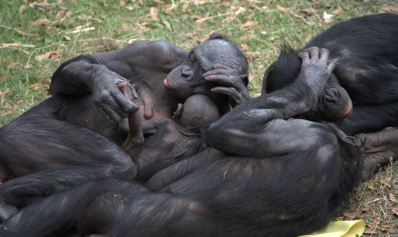 Bonobos cooperate within their group and also with other groups

