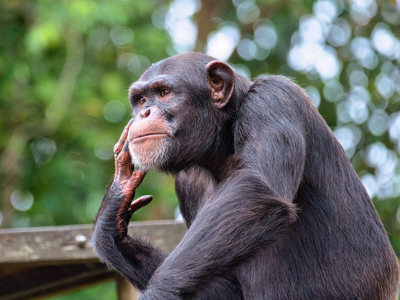 Chimpanzees also go through menopause

