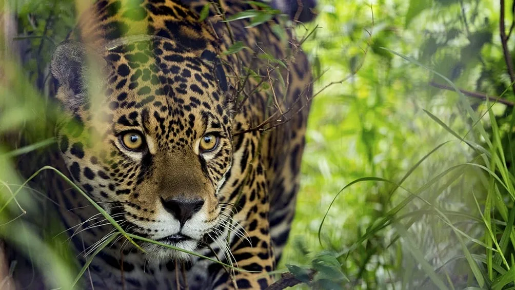 Día Internacional del Jaguar