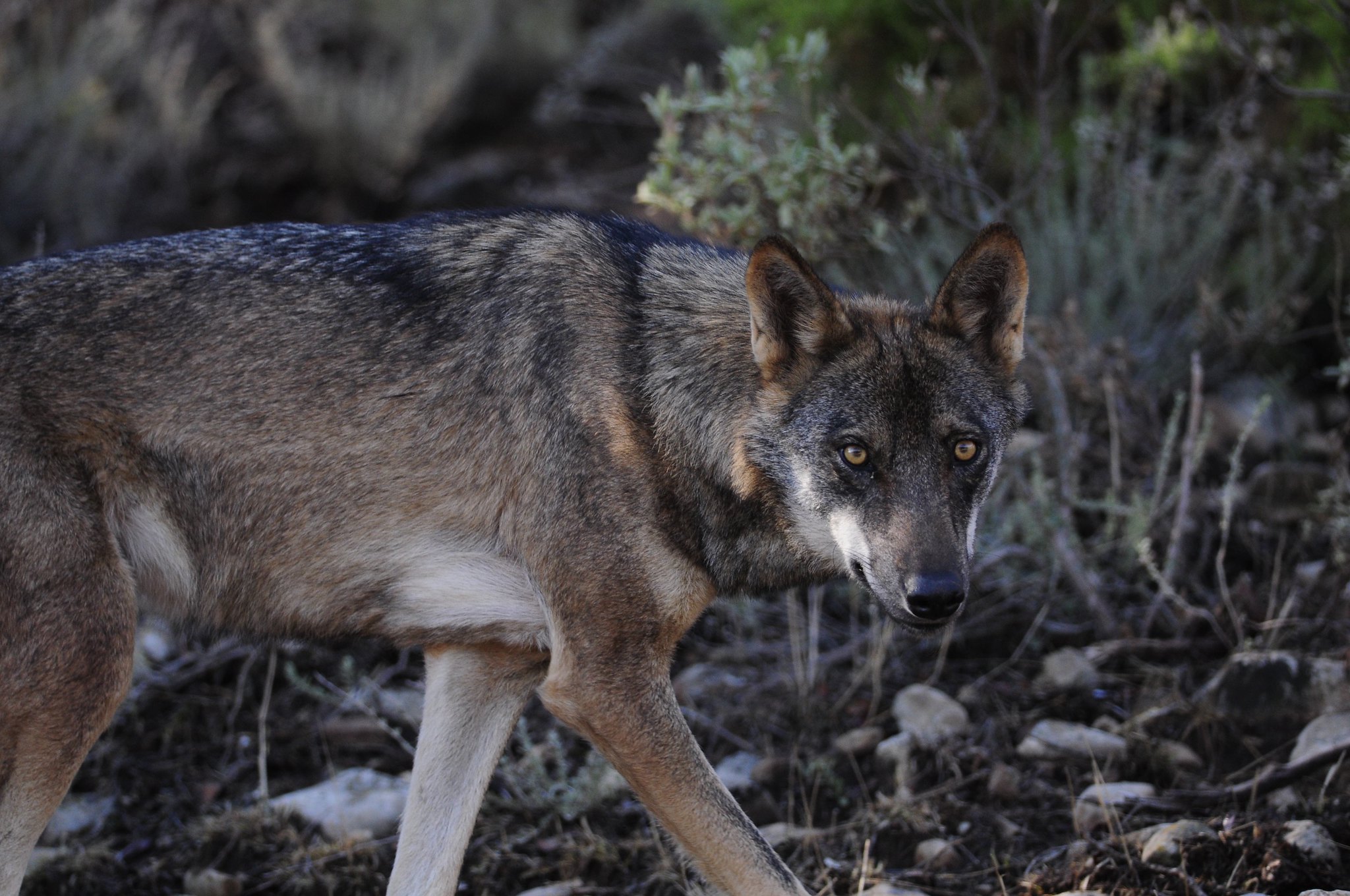 Where can you see wolves in Spain?

