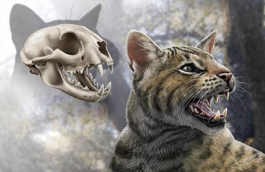 Discovered a new cat that lived in Madrid in the Miocene: “Magerifelis peignei”

