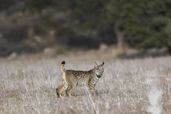 The Iberian lynx has recently interbred with the Eurasian lynx

