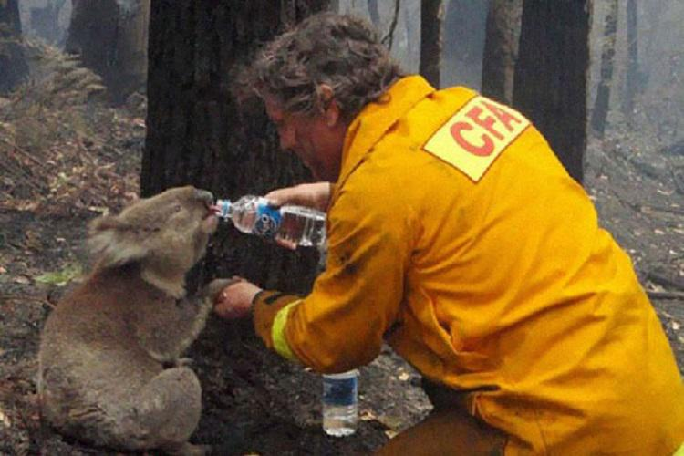 A firefighter shares his water with a koala bear after a forest fire in Victoria, Australia (2009).  Photo: @CRCiencia.