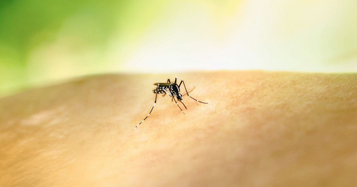 Peru declares a public health emergency due to the dengue outbreak



