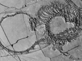 240-million-year-old fossil of a “dragon” discovered in China


