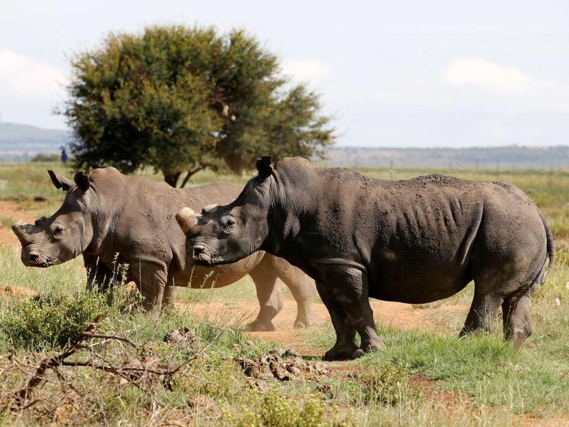 Black rhinos in their habitat.  (Reuters)