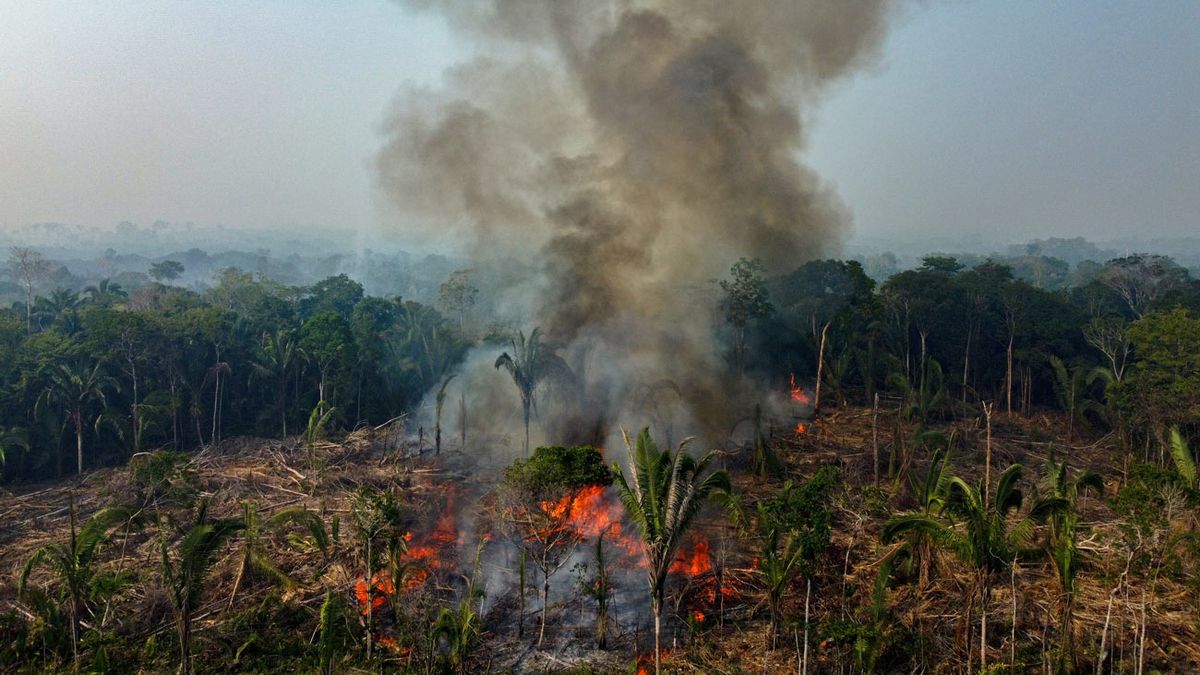 Nearly 3,000 fires in the Brazilian Amazon, a record for the month of February

