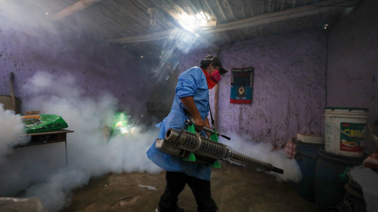 Peru declares a public health emergency due to the increase in dengue cases


