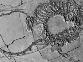 The discovery of new fossils reveals the existence of a “Chinese dragon” 240 million years ago

