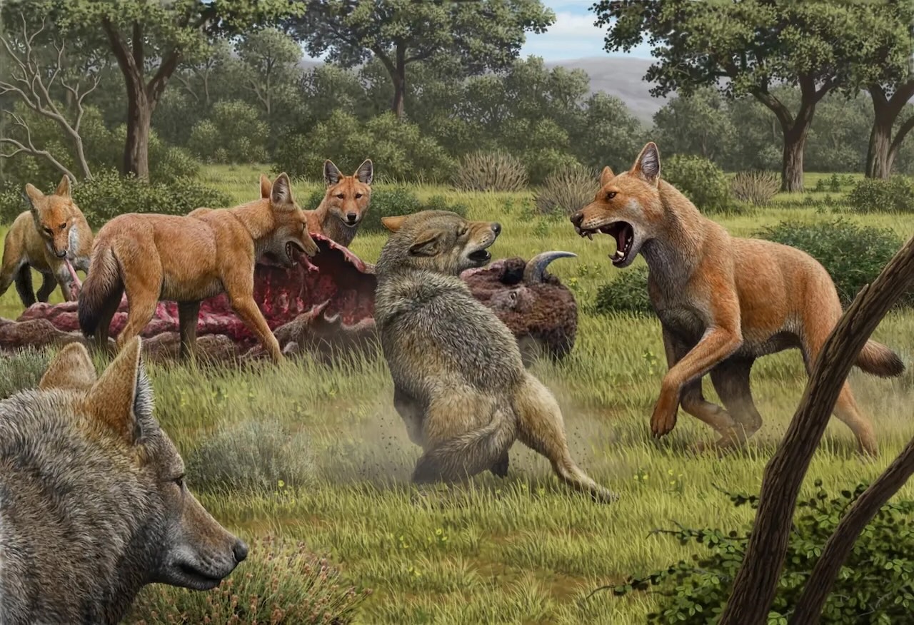 Direwolves were actually giant foxes from the Ice Age

