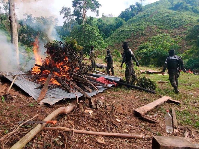 Soldiers burn coca plants.
