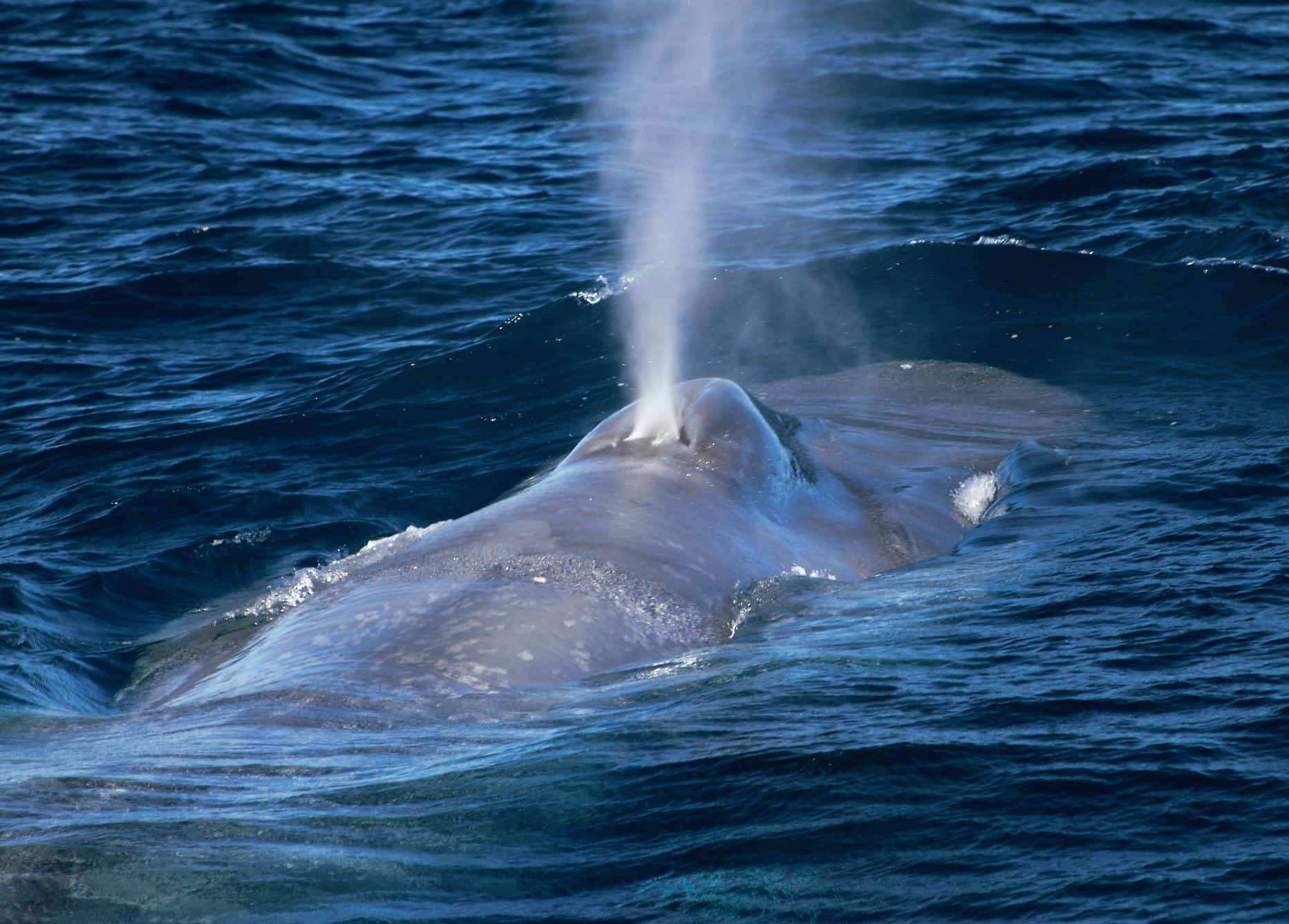 How many blue whales are there left in the world?

