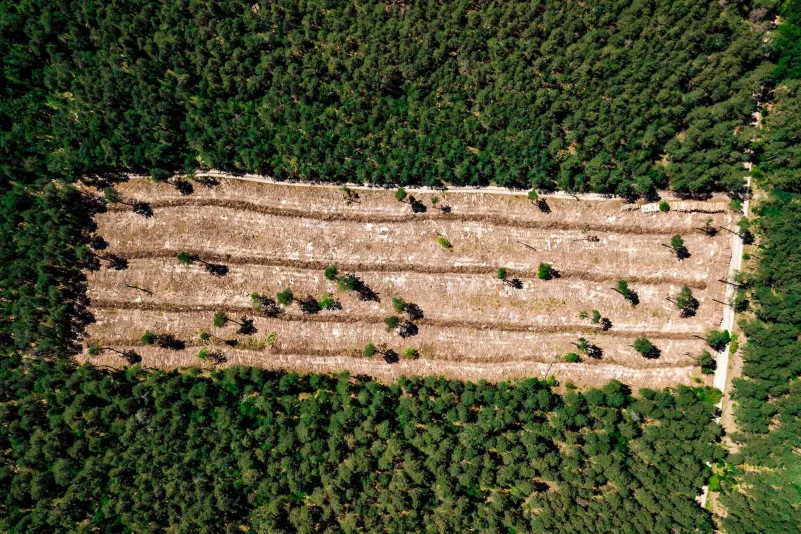 libre de deforestación