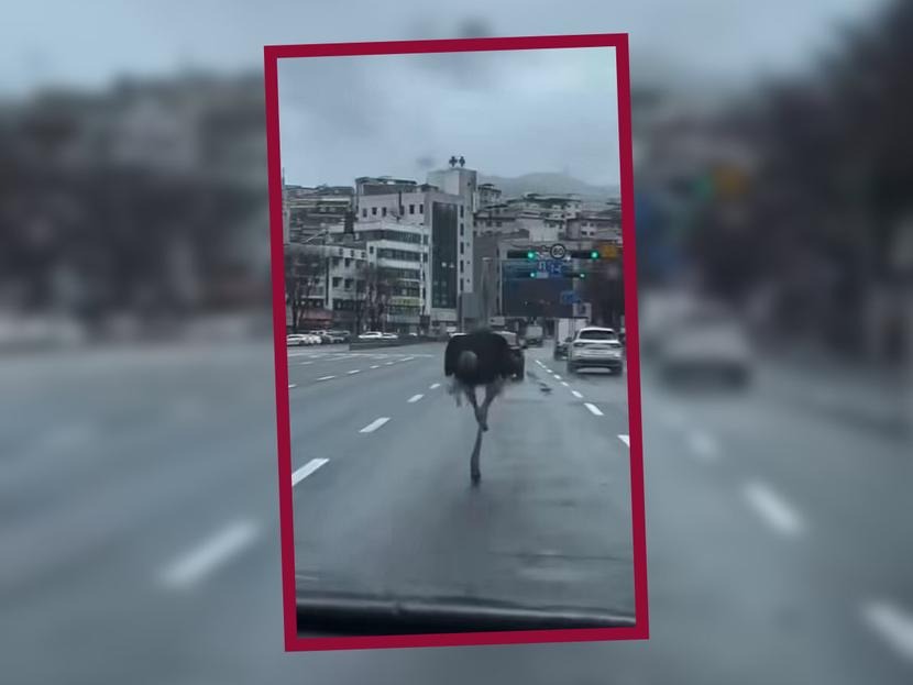 The ostrich ran through the streets of Seongnam.  (Reuters)