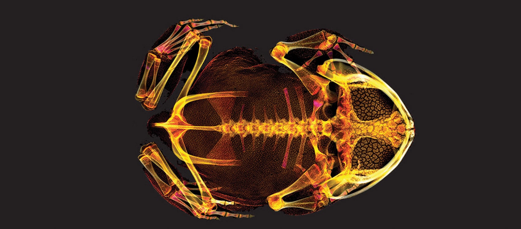 Scientists have scanned thousands of animals in 3D, which is accessible to everyone

