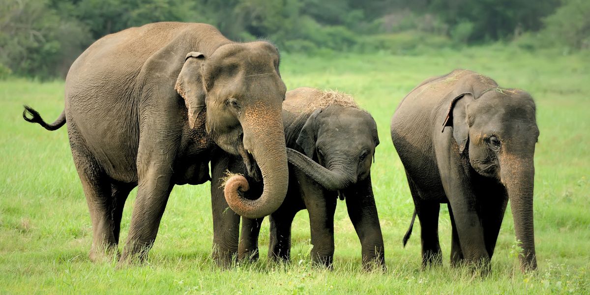 Unos científicos descubrieron que los elefantes asiáticos lloran y entierran a sus crías con un ritual funerario