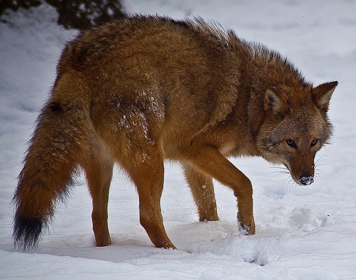 The Coyolobo, the coyote-wolf hybrid that invades America

