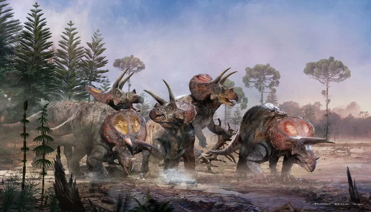 The Triceratops walked in a herd

