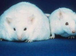 Junk food causes long-term damage to the brains of growing rats

