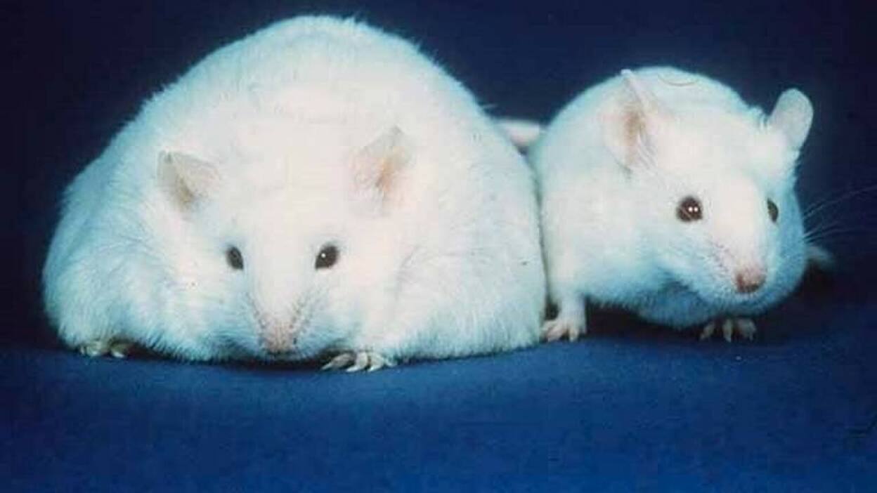Junk food causes long-term damage to the brains of growing rats

