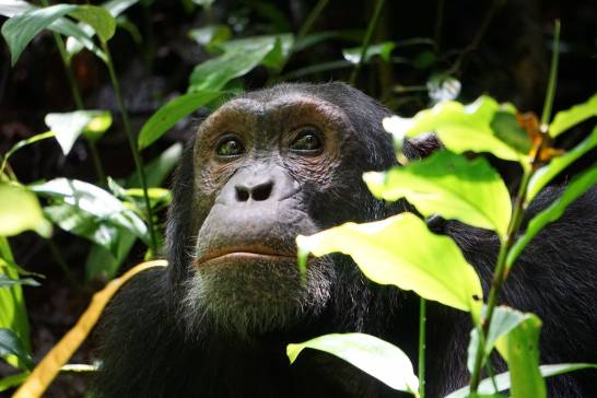 Mining poses a greater threat to African great apes than previously thought

