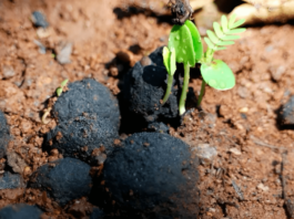 Seed bombs, the future of the earth

