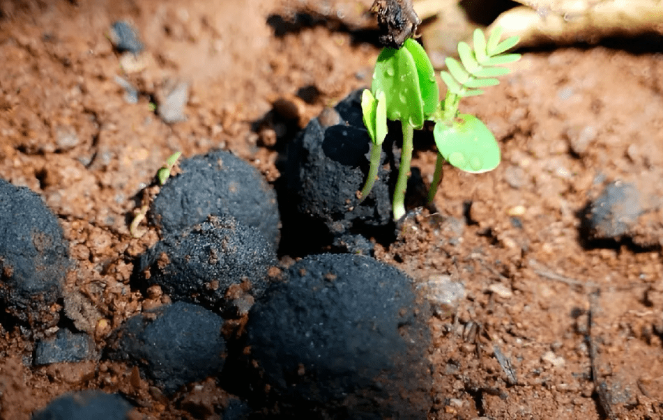 Seed bombs, the future of the earth

