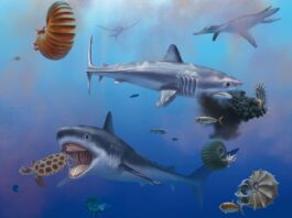 This great white shark ancestor had a surprising diet

