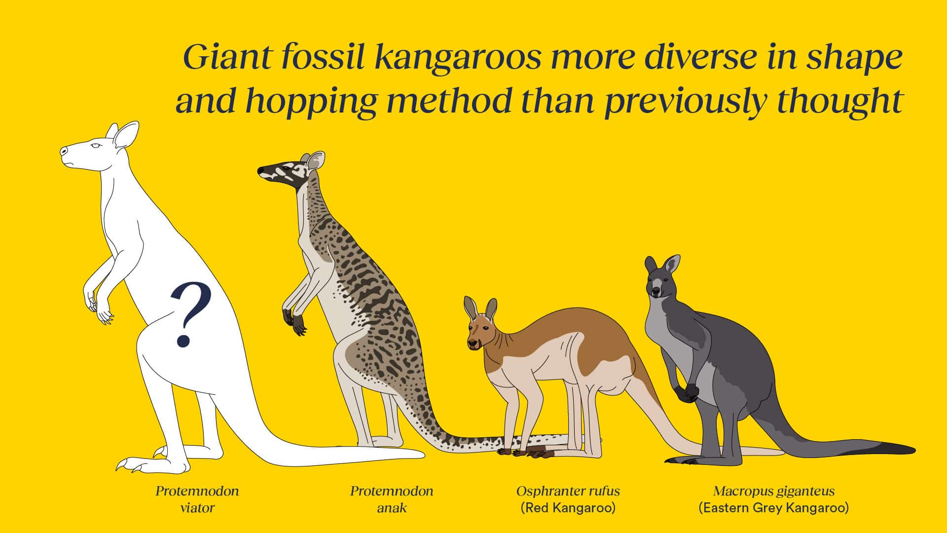 This is what giant kangaroos looked like 40,000 years ago

