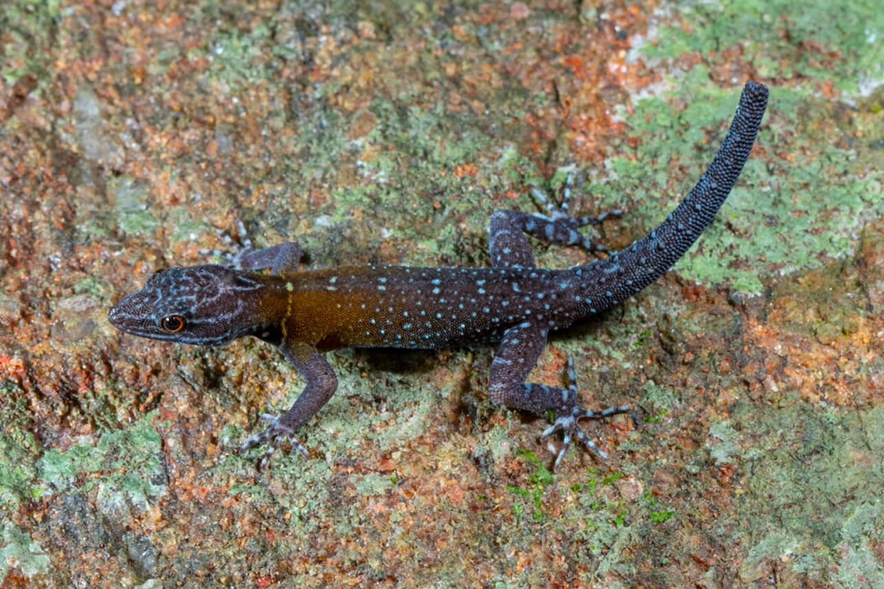 a new species of gecko with stars on its back

