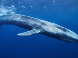 Bitcoin whales take a notable step back ahead of major crash
