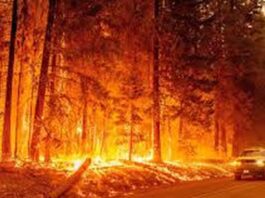 Fire in California consumed more than 5,600 hectares


