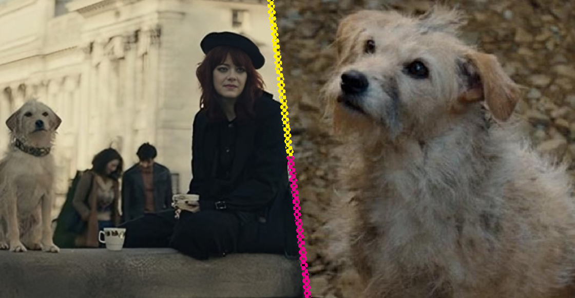 The story of the adopted dog who became an actor in 'House of the Dragon' and 'Cruella'
