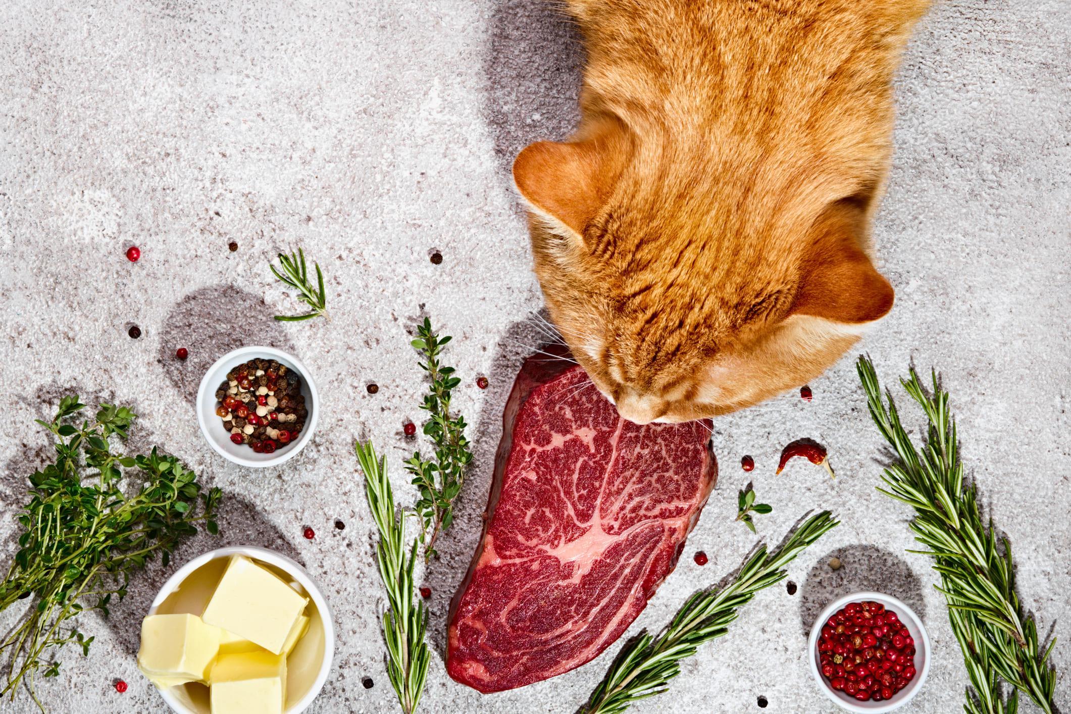BARF diet for dogs and cats

