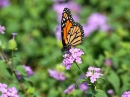 Butterfly Populations Plummet in US and Europe