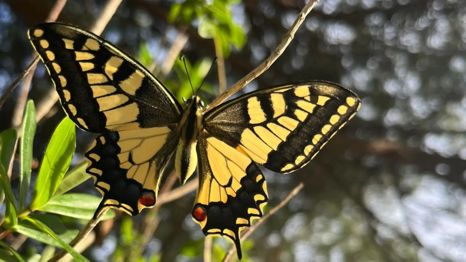 Oeiras Municipality invites you to participate in the Biospots Visit Oeiras Municipal Garden