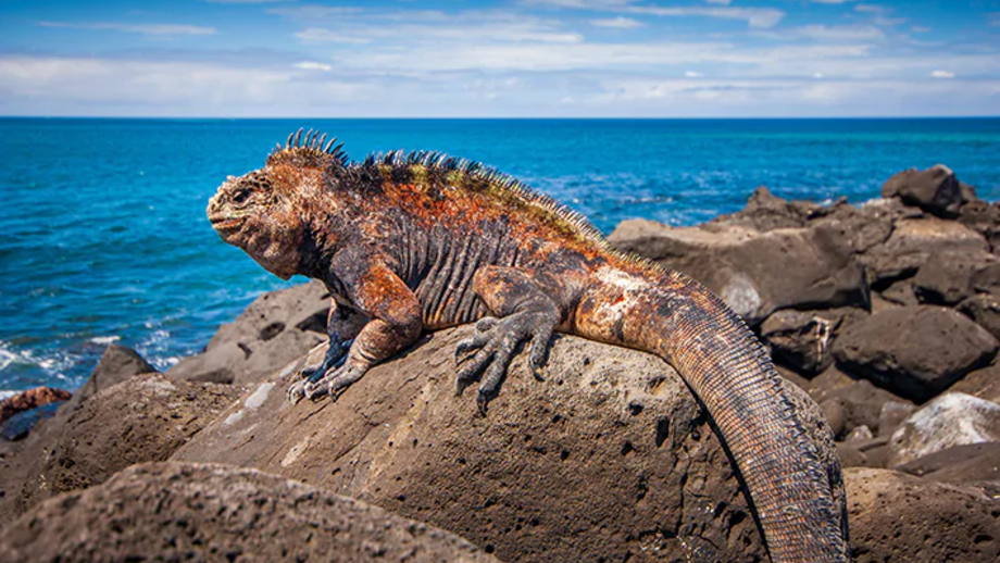 Reptiles Overheat: Summer Safety Tips for Ectothermic Pets Reptiles depend on ambient temperature to regulate their bodies