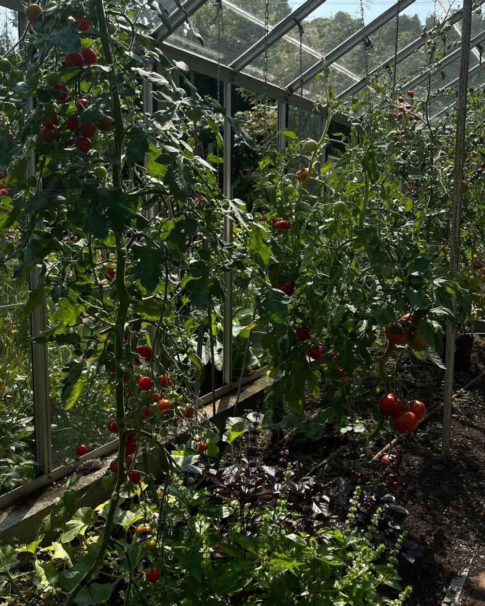 Pamela Anderson's garden at her Canada home Photos of her oasis