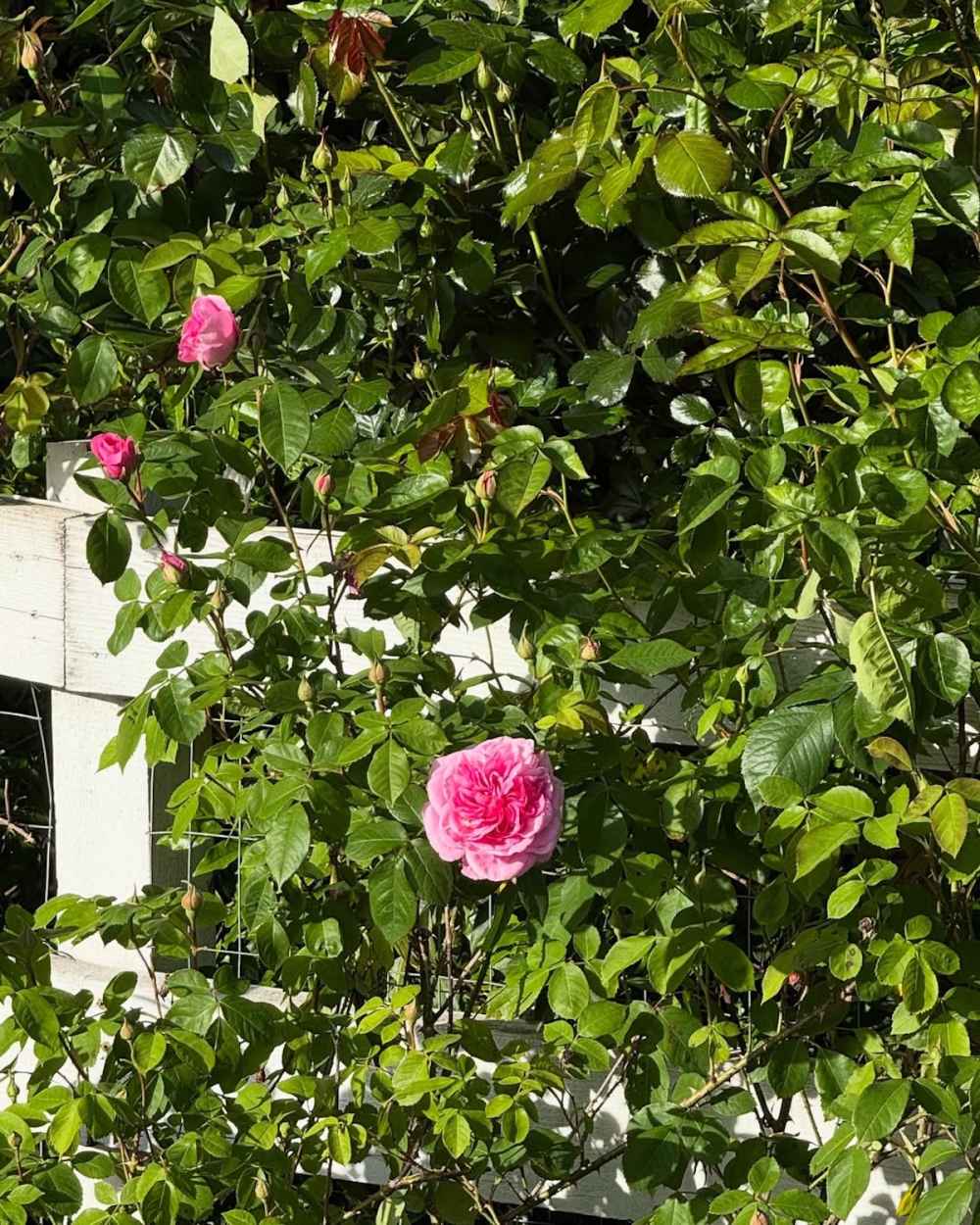 Pamela Anderson's garden at her Canada home Photos of her oasis