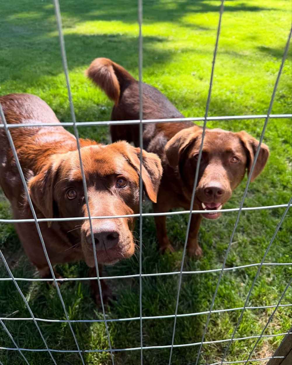 Pamela Anderson's garden at her Canada home Photos of her oasis