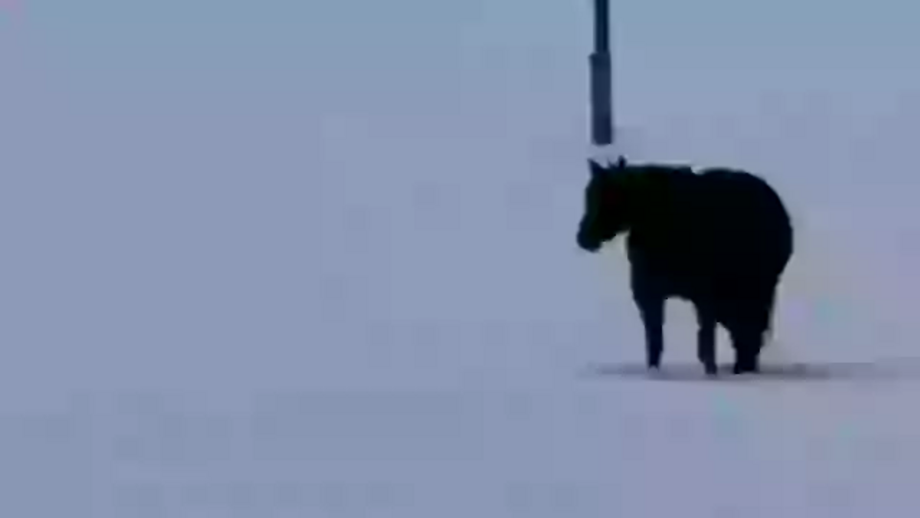 Challenge: Which way is the horse walking?