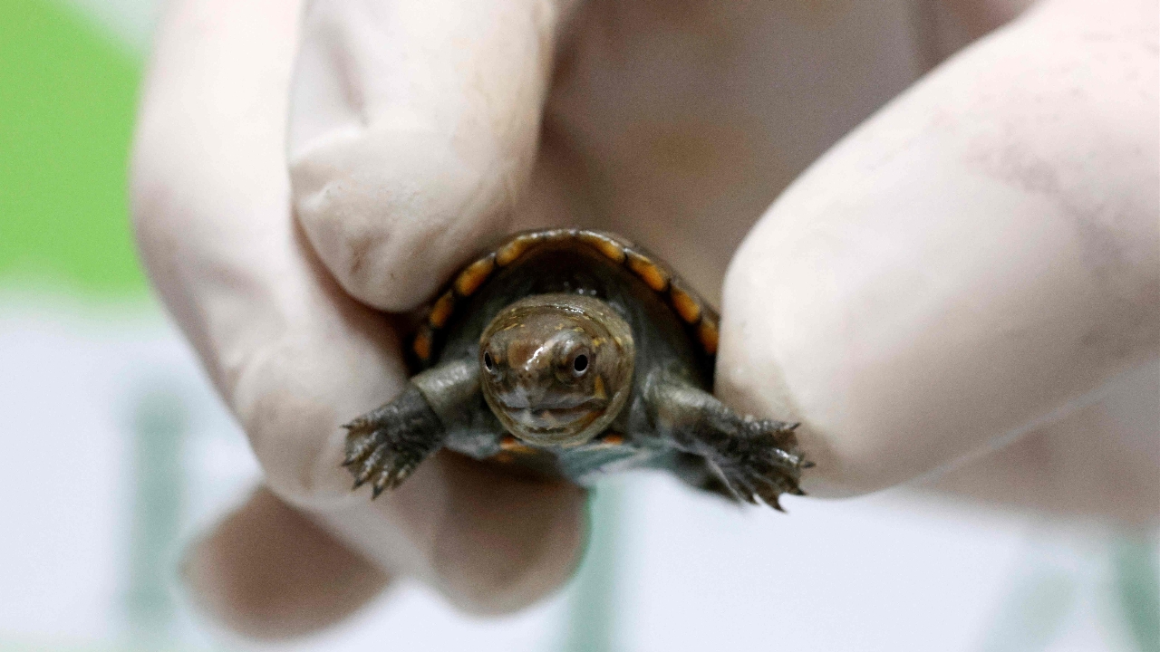 World's smallest turtle hatched in Mexican zoo