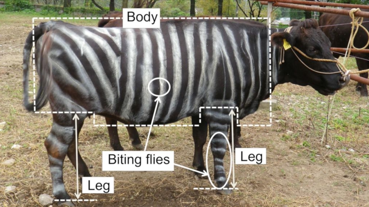 Zebra-striped cows - pizza-eating lizards, bizarre research wins Ig Nobel Prize 2025