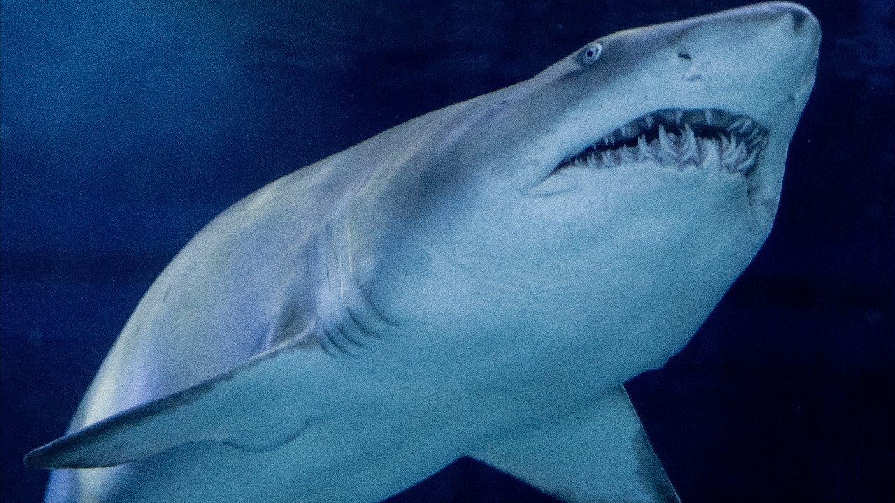Australian scientists create cool shark-proof wetsuit