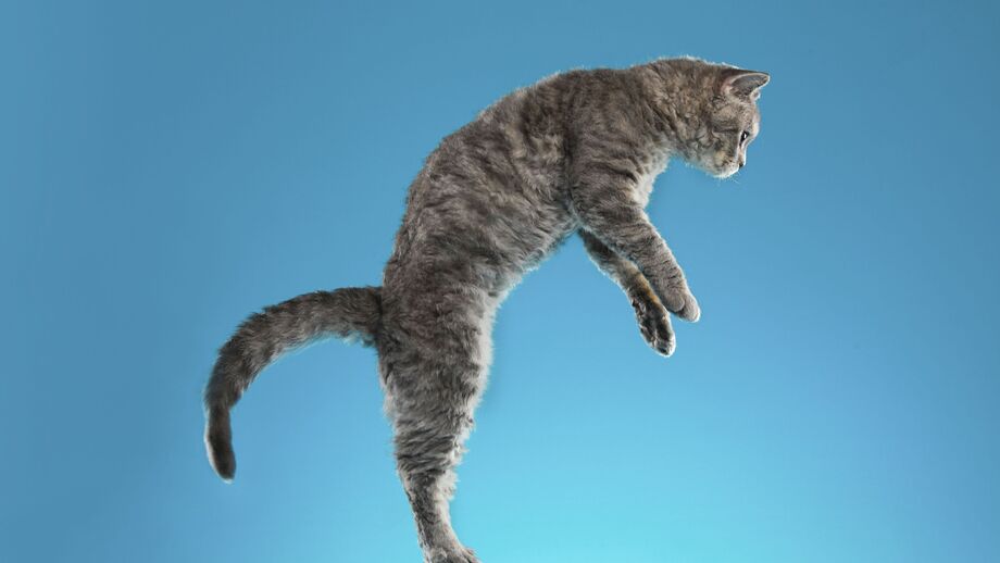 Why Do Cats Always Land on Their Feet