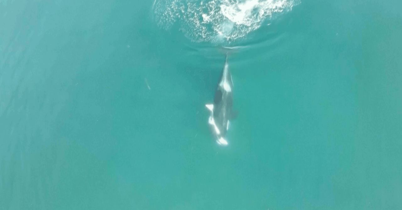 Endangered Southern Resident Orca J36 Carries Dead Calf Extinction Fears