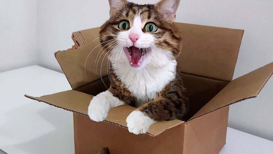 Rexxie, the Emoji Cat