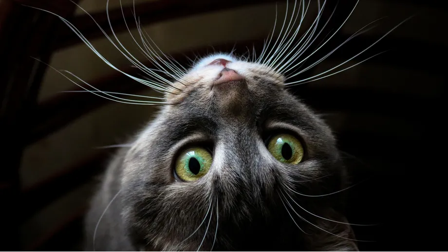Cat Whiskers' True Purpose: Essential Sensory Tools and Feline Radar What are cat whiskers for, after all? We tell you everything!