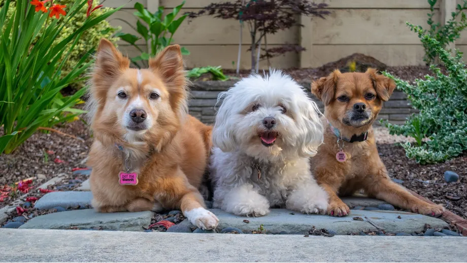 Does one year in a rising star's career truly equal seven regular years? We're digging into this common idea.